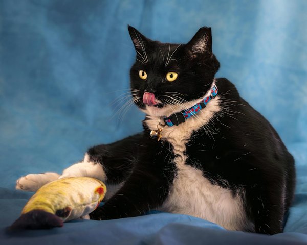 Unveil the Perfect Flats Blending Comfort and Style for Dynamic Standing Presentations in Creative Careers